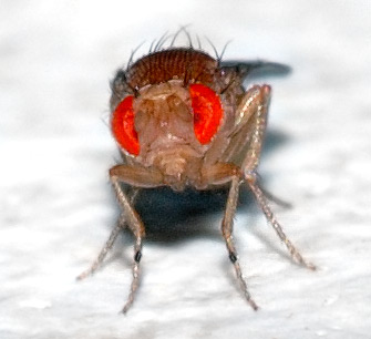 Drosophila melanogaster - sensing airspeed with their antennae. By André Karwath aka Aka (Own work) [CC-BY-SA-2.5], via Wikimedia Commons 